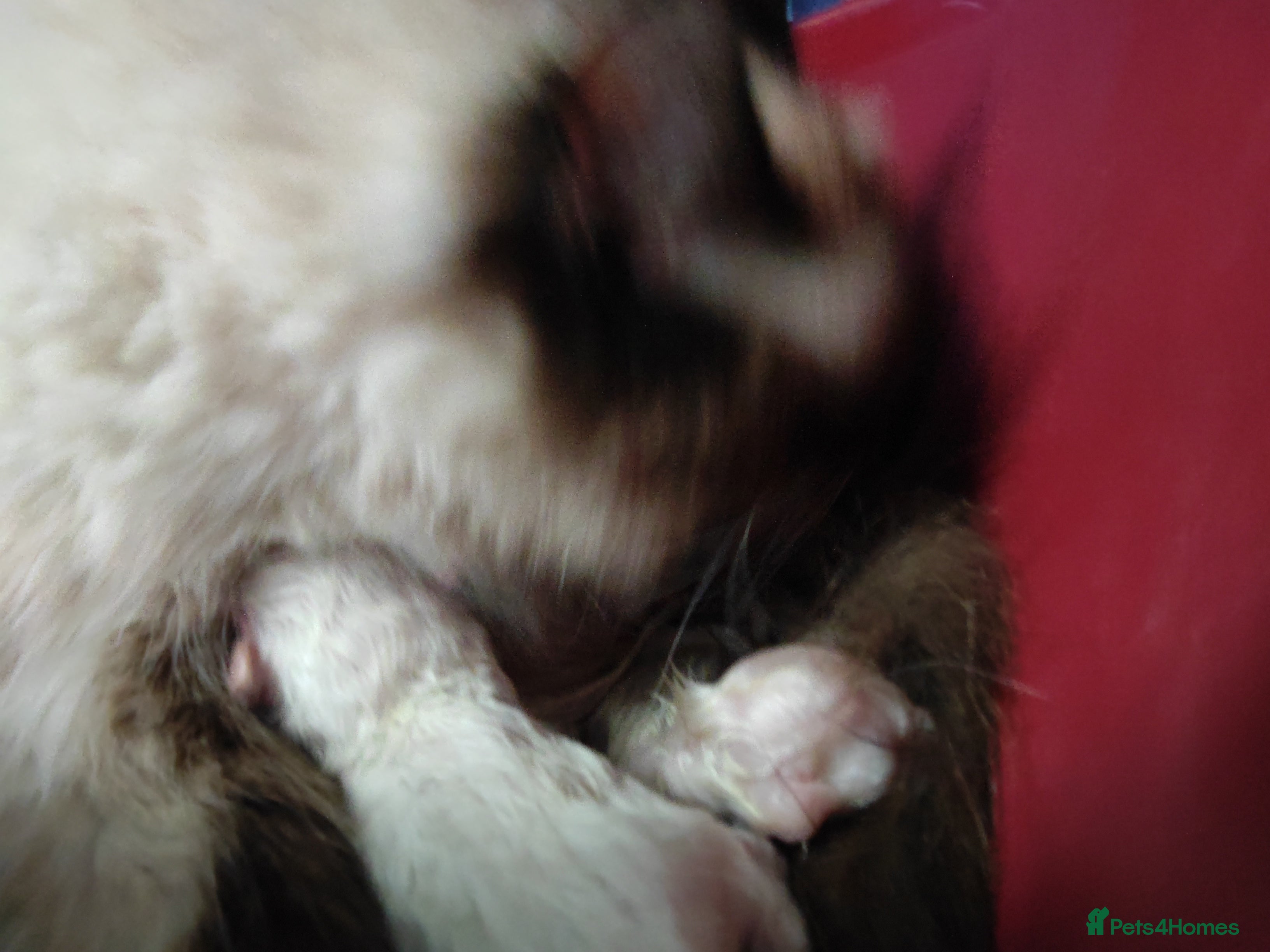 Ragdoll cats Beautiful Healthy Ragdoll Kittens - Advert 2