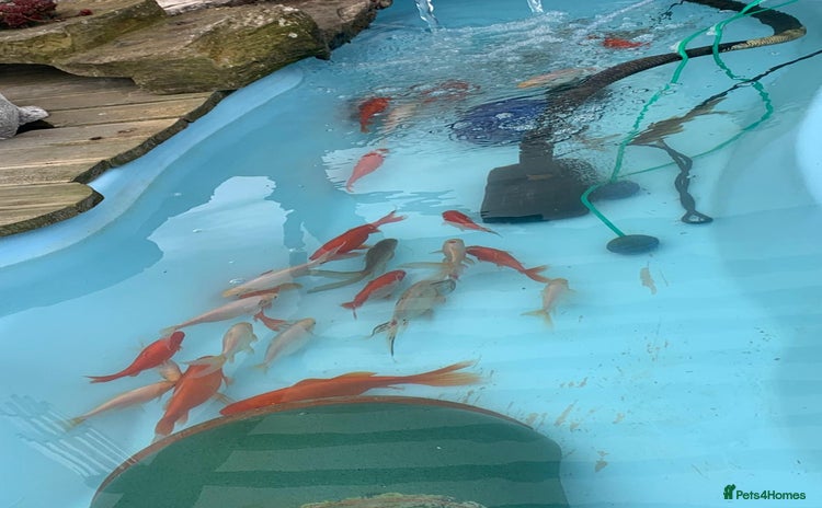 Other/Mixed Breed fish - Advert 1