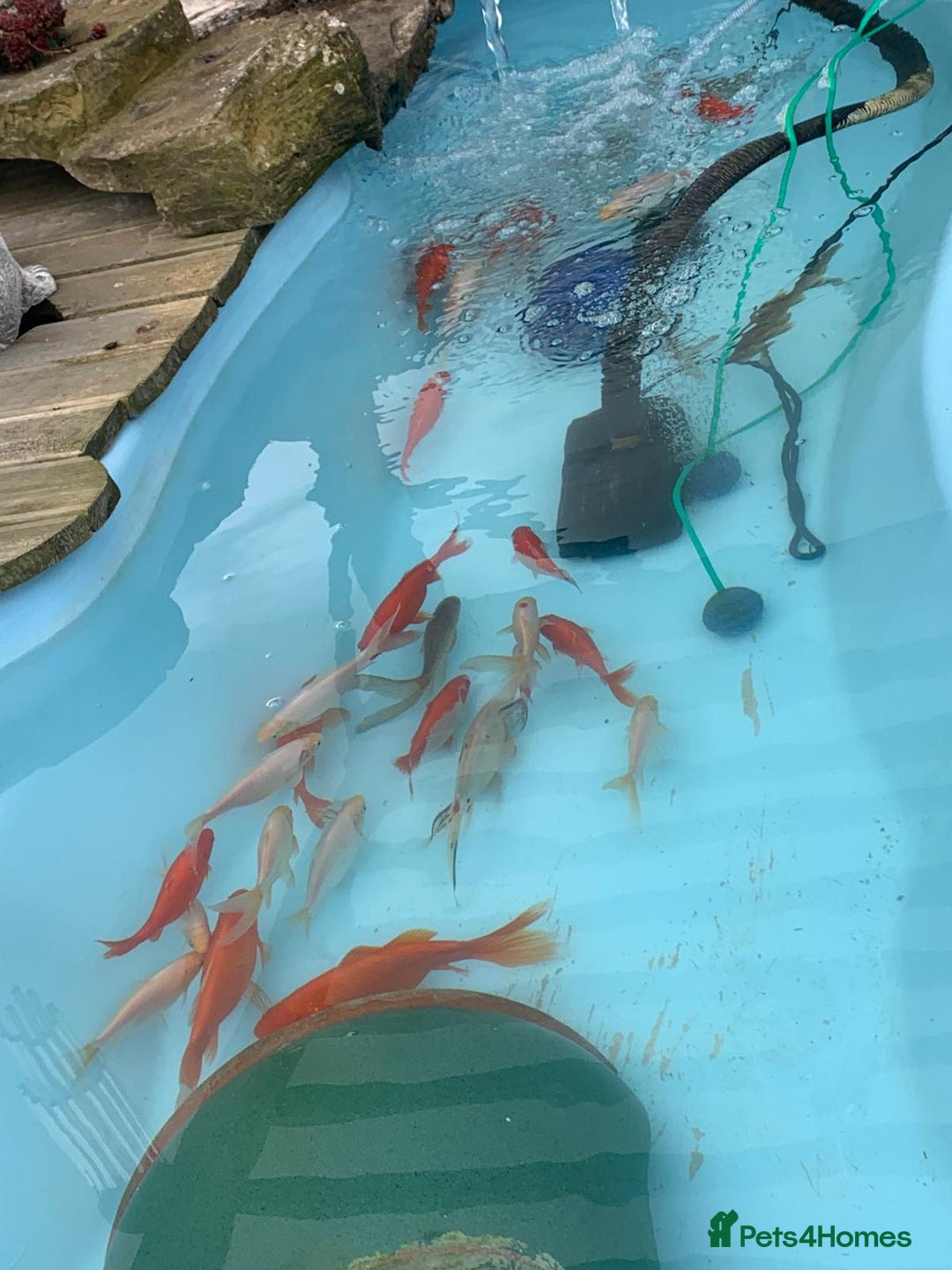 Other/Mixed Breed fish for sale: Pond closing down  - Image 1
