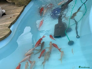 Other/Mixed Breed fish - Advert 3