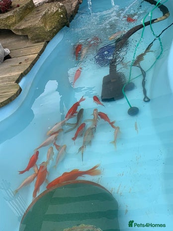 Other/Mixed Breed fish Pond closing down - Advert 16