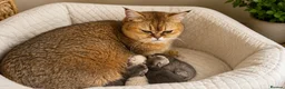 British Shorthair cats for sale: BSH GCCF reg., silver chinchilla & colour point  - Advert 3