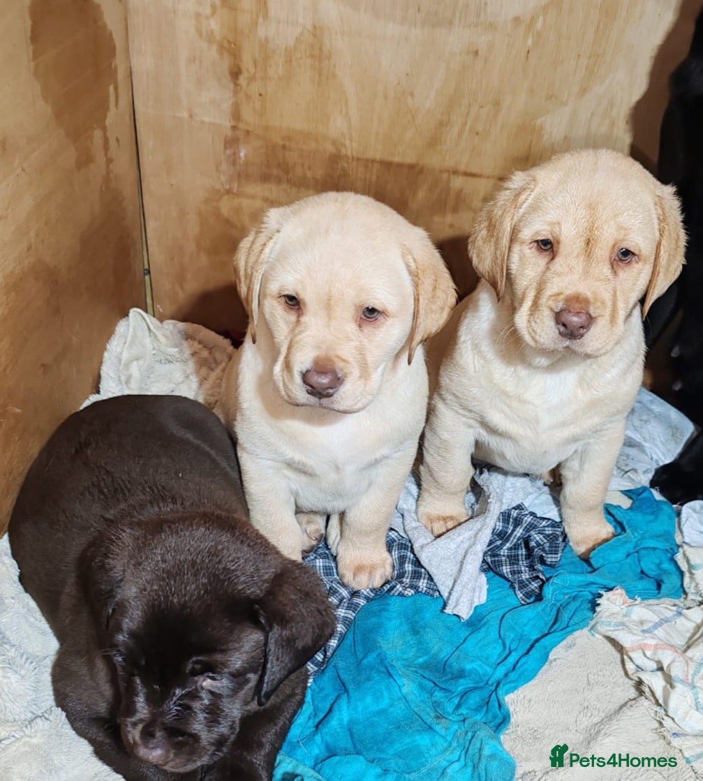 Labrador Retriever dogs Labrador puppies  - Advert 18