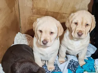 Labrador Retriever dogs Labrador puppies - Advert 5