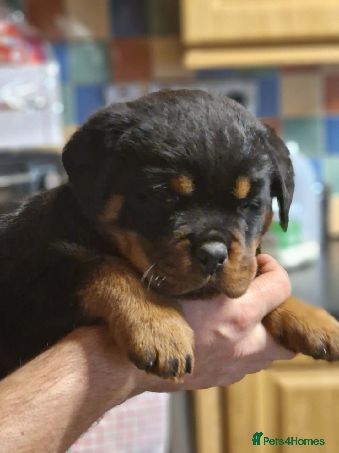 Rottweiler dogs for sale: Rottweiler pups - Advert 8