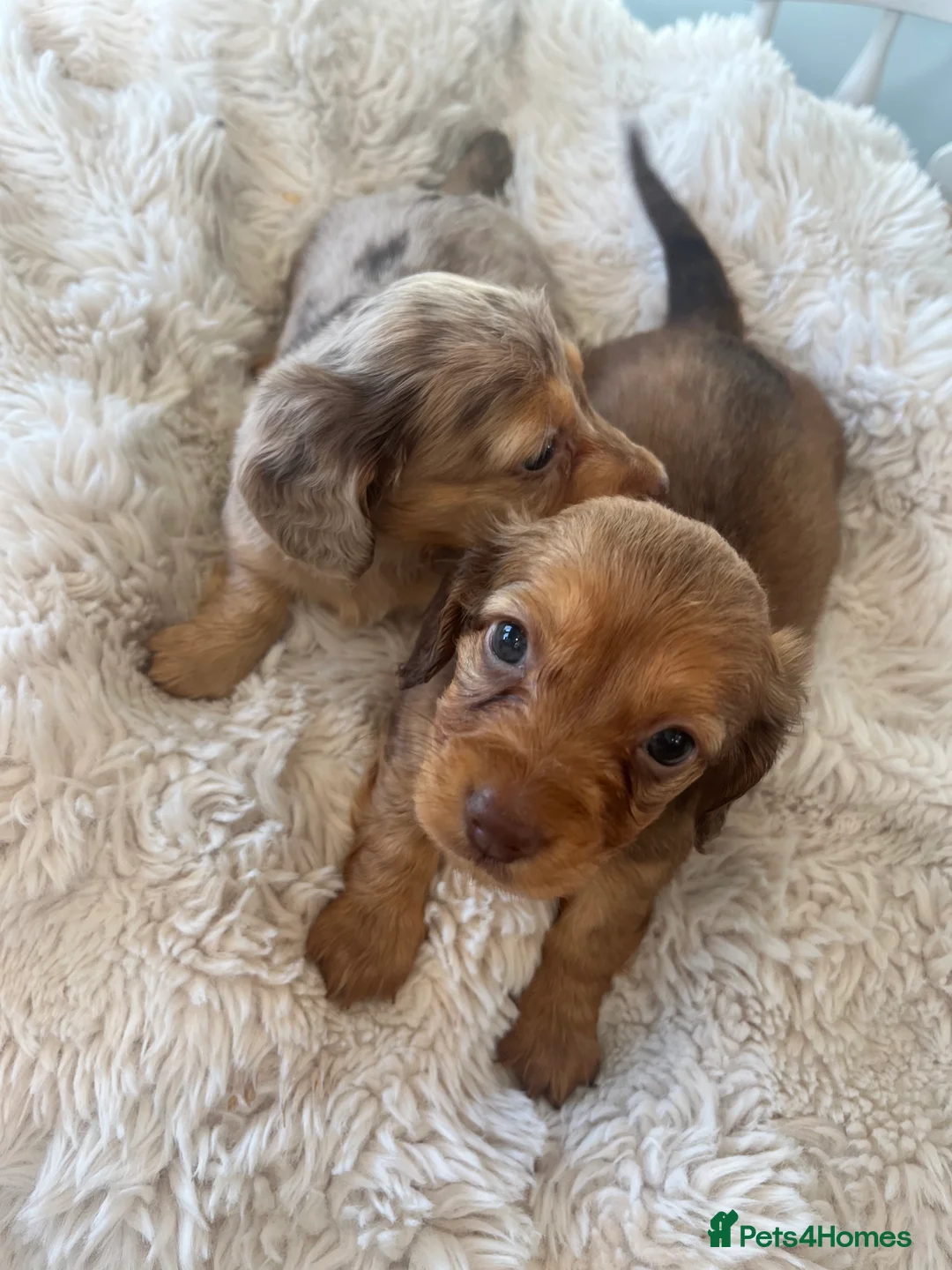 Miniature Dachshund dogs for sale: Mini long haired dachshund pups - Advert 15