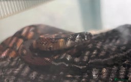 King Snake reptiles for sale: Apalachicola king snake  - Image 2