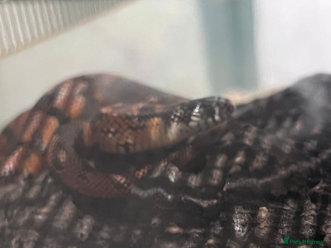 King Snake reptiles for sale: Apalachicola king snake  - Image 2
