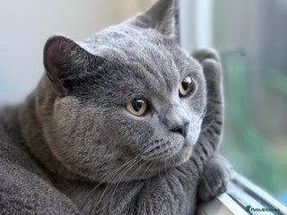 British Shorthair cats Neutered BRITISH SHORT HAIR ( Male ) - Advert 1