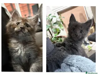 Maine Coon cats * last 2 boys * Gccf registered Maine coon kittens - Advert 17