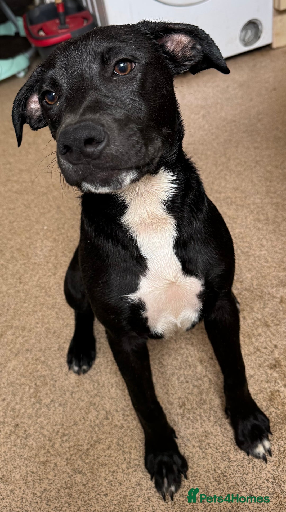 Mixed Breed dogs for sale: staff x jack russel - Advert 3