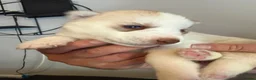 Siberian Husky dogs for sale: Siberian Husky  - Advert 20