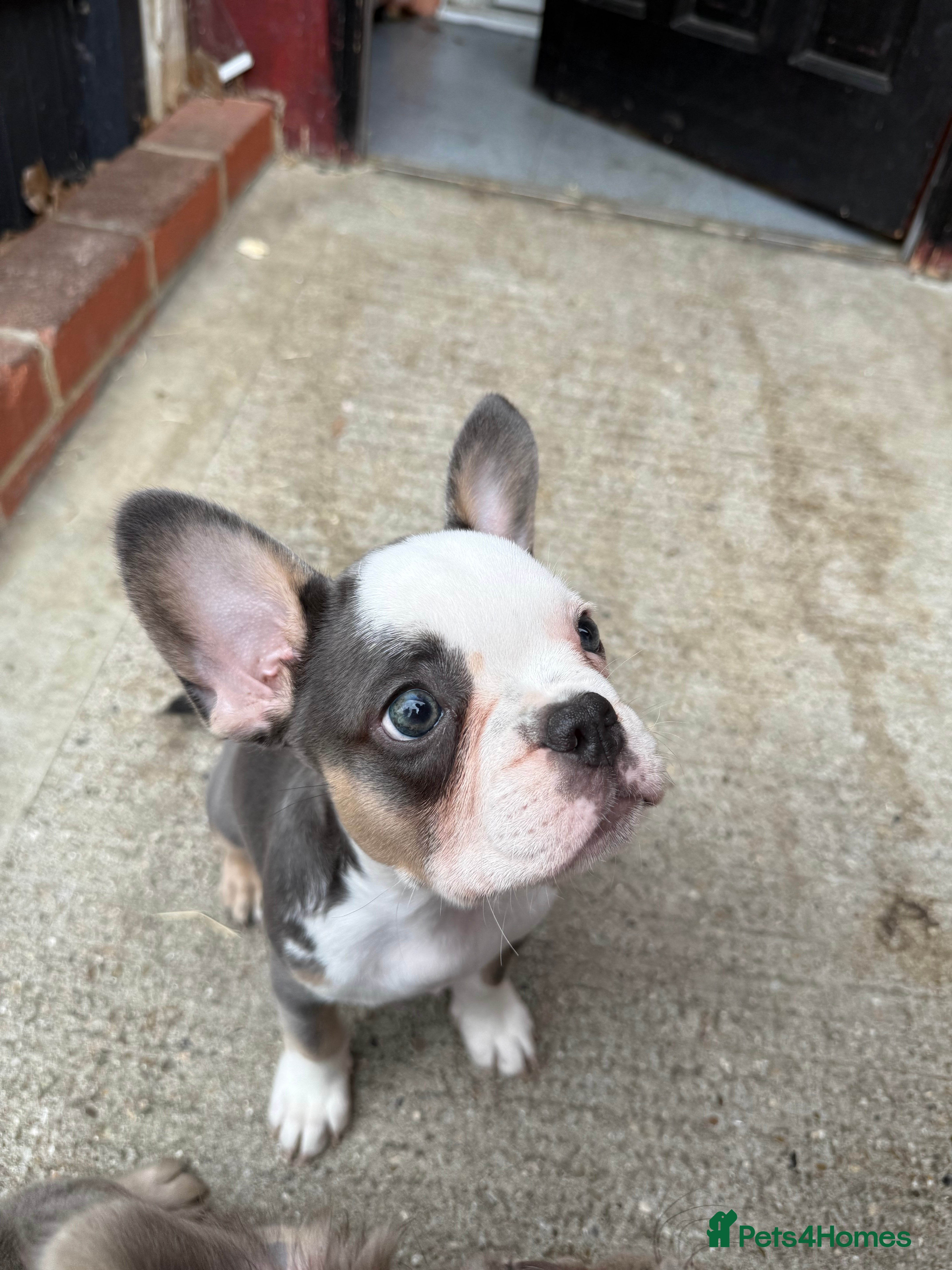 French Bulldog dogs FRENCH BULLDOG! FLUFFY &  **  CARRIER! 🔥  - Advert 1