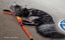 Maine Coon cats for sale: 🍁🍂Good females🏡🎯📣 - Image 15
