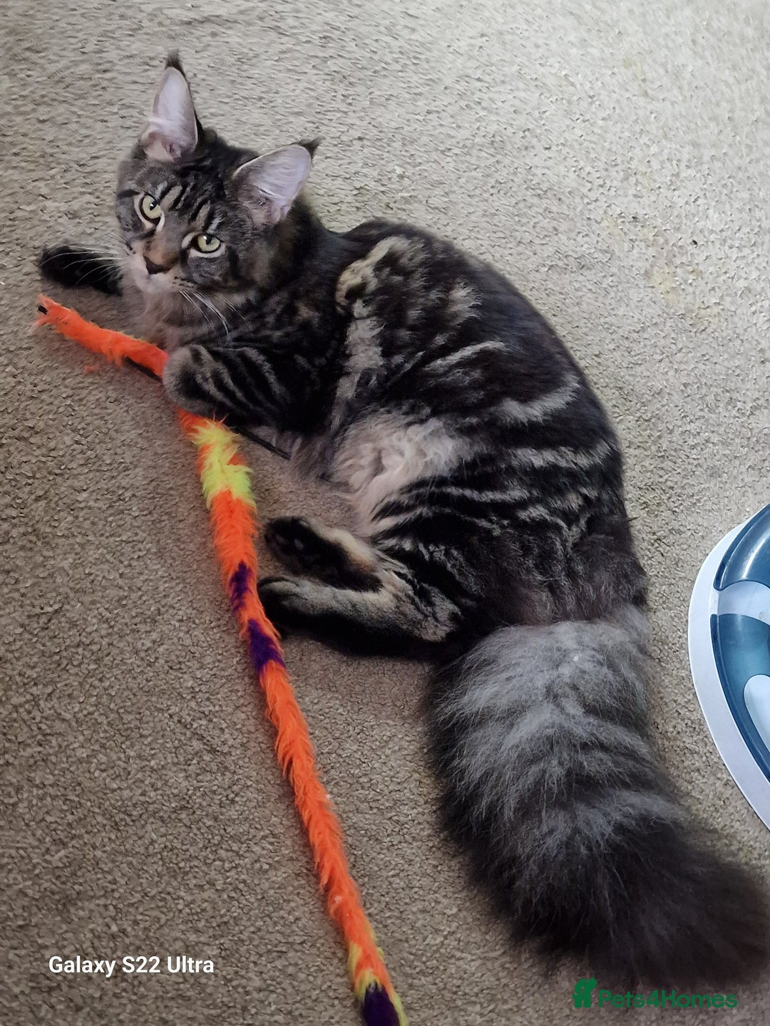 Maine Coon cats for sale: 🍁🍂Good females🏡🎯📣 - Image 15