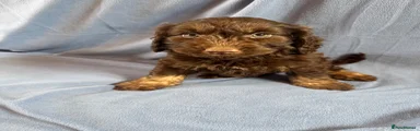 Cockapoo Puppy 2