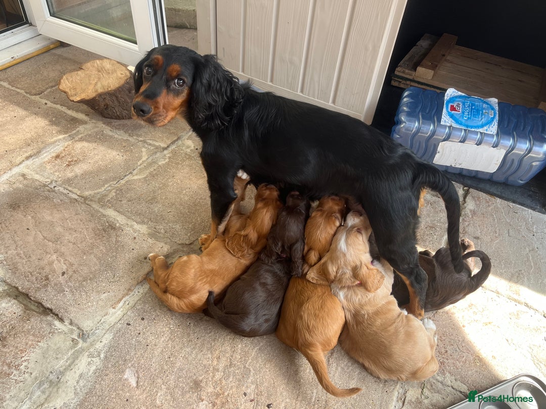Cocker Spaniel dogs for sale: Heath tested working cocker pups  - Image 12