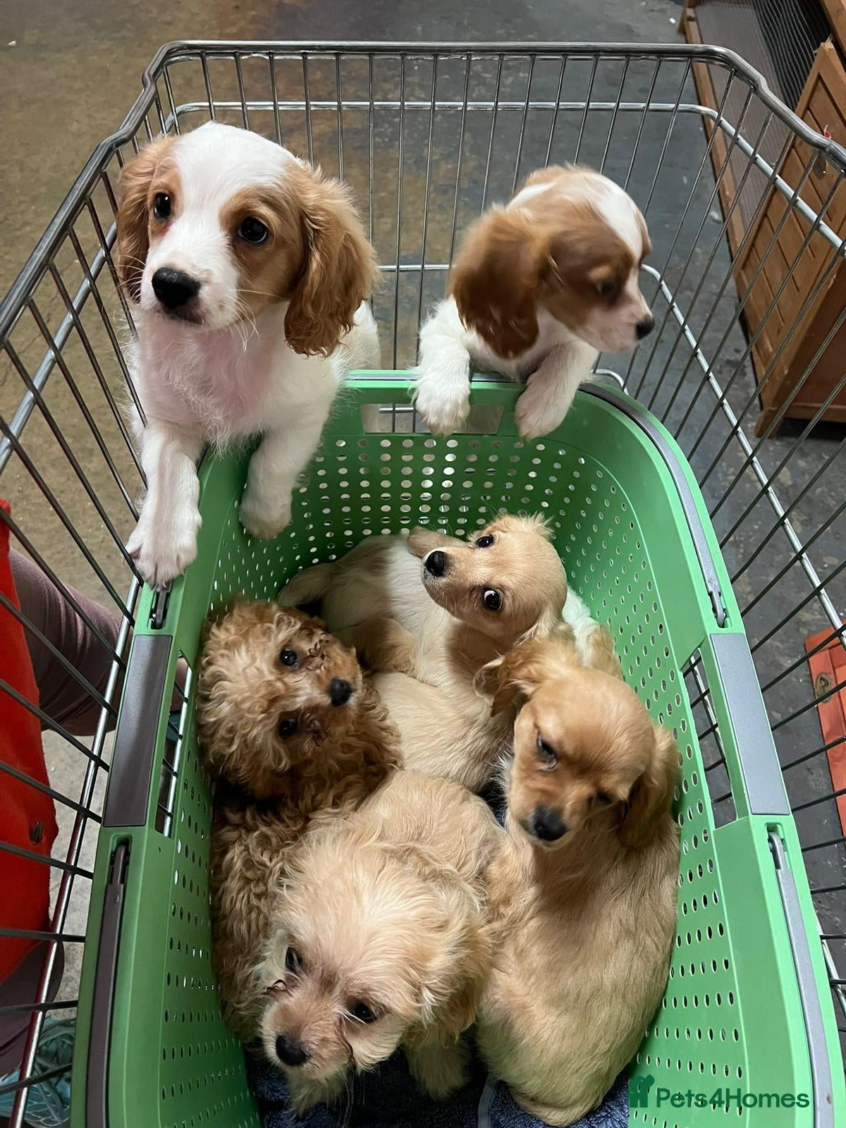 Cavapoo dogs BEAUTIFUL CAVAPOO PUPPIES - Advert 2