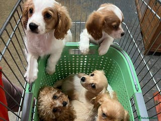 Cavapoo dogs BEAUTIFUL CAVAPOO PUPPIES - Advert 11