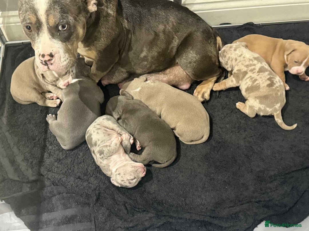 American Bully dogs for sale: BE FAST NOT LAST !! - Advert 7