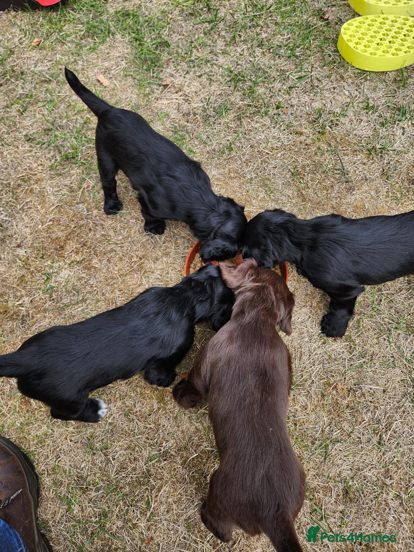 Cocker Spaniel dogs Cocker spaniel puppies - Advert 2