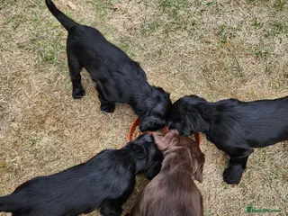 Cocker Spaniel dogs Cocker spaniel puppies - Advert 5