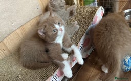 British Shorthair cats for sale: BSH kittens parents gccf - Image 24