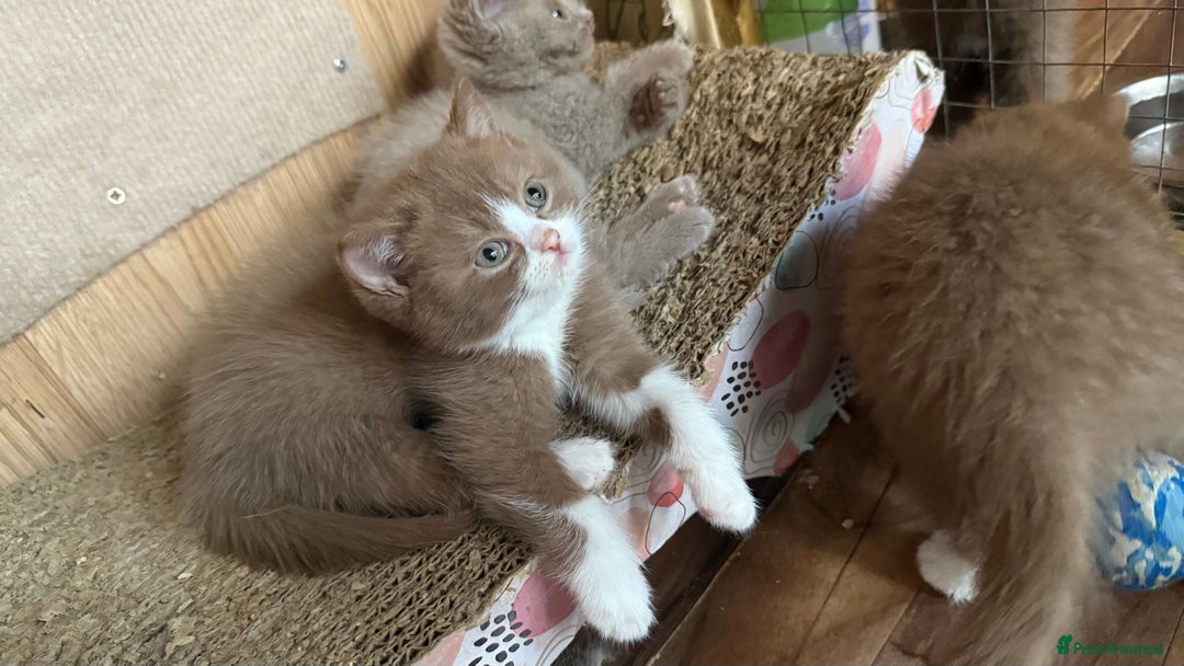 British Shorthair cats for sale: BSH kittens parents gccf - Image 24