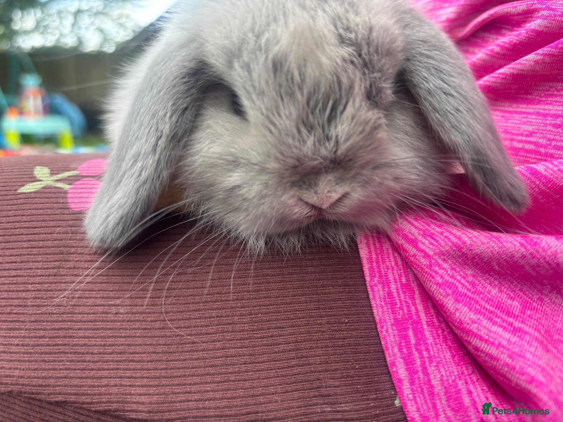 Mini Lop rabbits Pure bred baby pedigreed mini lops  - Advert 2