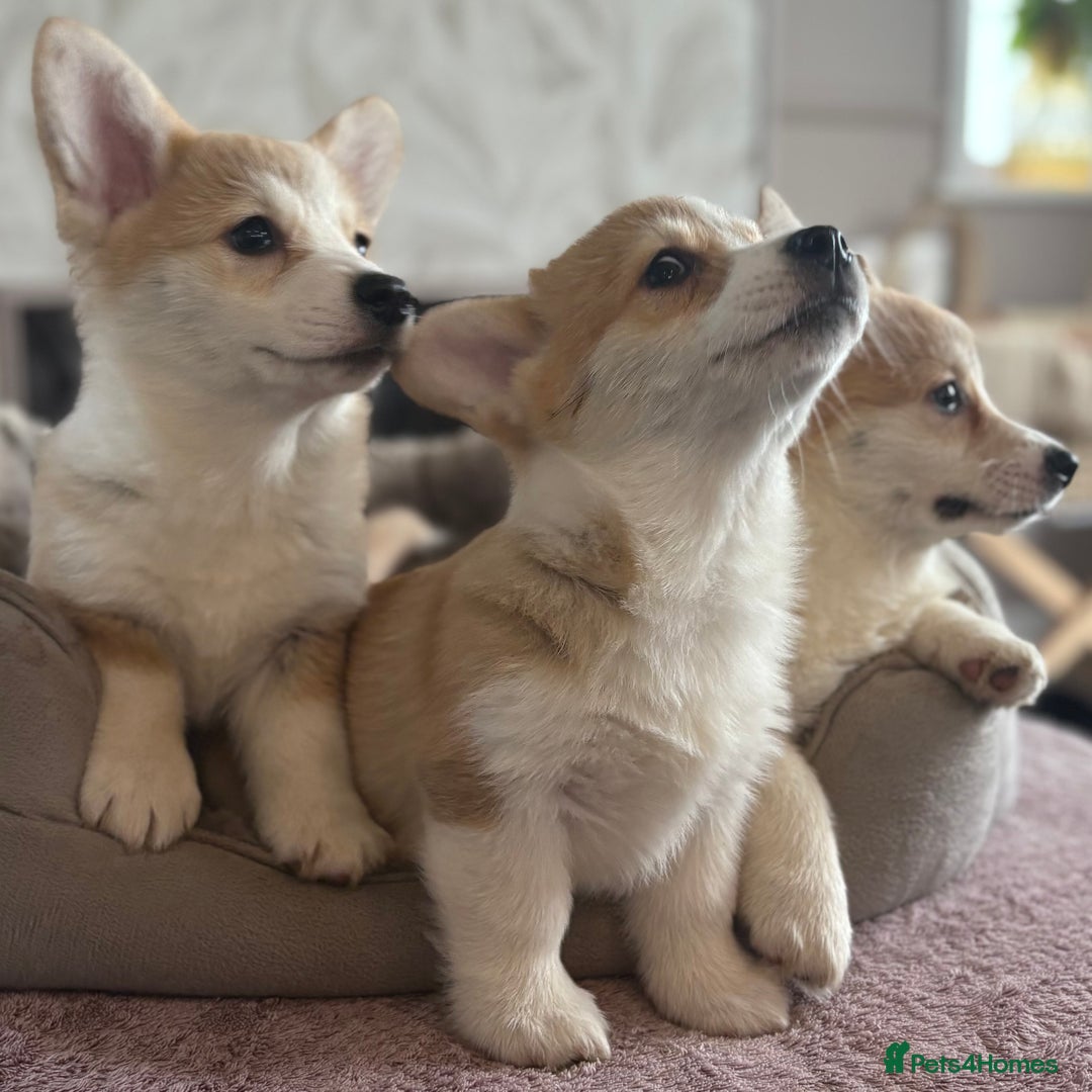 Welsh Corgi Pembroke dogs for sale: Outstanding Pembrokeshire Corgi Puppies  - Advert 26