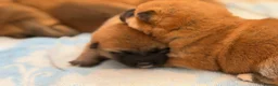 Japanese Shiba Inu dogs for sale: Japanese Shiba Inu Puppies Parents Health Tested - Advert 4