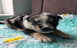 English Bulldog dogs for sale:  Bulldog puppy’s  - Image 6