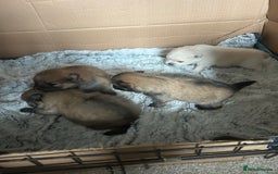 Pomeranian dogs for sale: 4 tiny teddy faced Pomeranian baby’s.  - Image 1