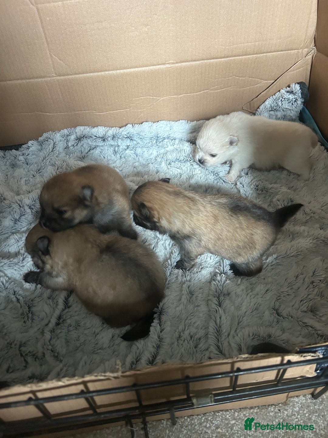 Pomeranian dogs for sale: 4 tiny teddy faced Pomeranian baby’s.  - Image 1