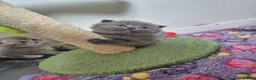 Scottish Fold cats for sale: Scottish Fold Kittens  - Advert 2