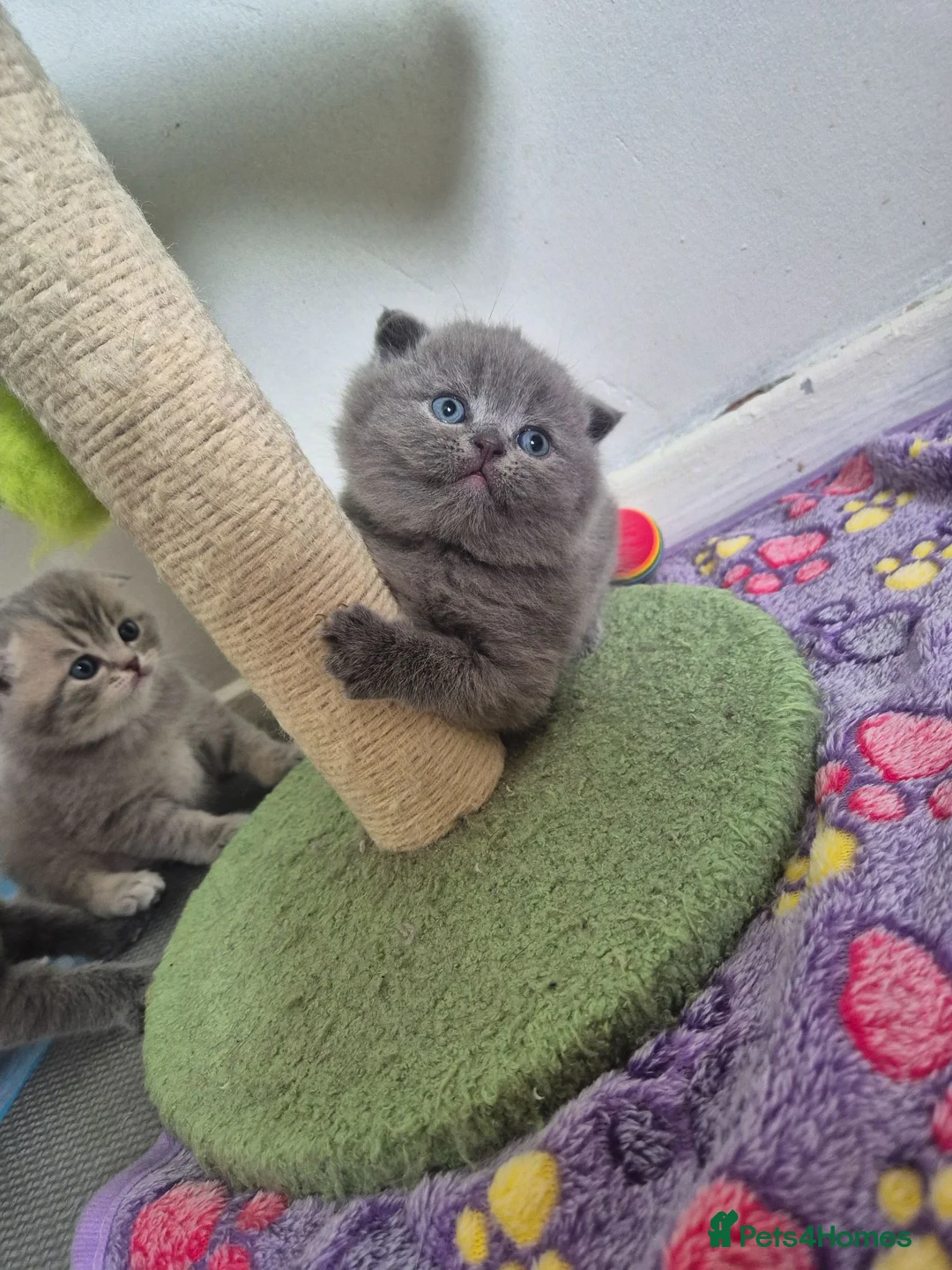 Scottish Fold cats for sale: Scottish Fold Kittens  - Advert 2