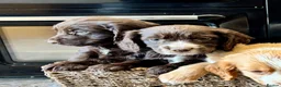 Cocker Spaniel dogs for sale: 🐾 Beautiful Working RKC Cocker Spaniel Puppies🐾 - Advert 8
