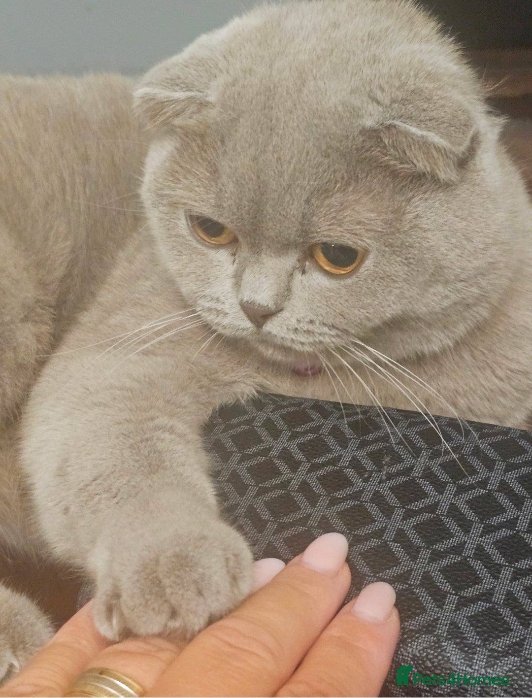 British Shorthair cats for sale: Beautiful British Shorthair Kittens for Sale - Advert 6