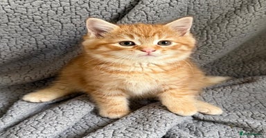 Mixed Breed cats SUPER FLUFFY KITTENS READY NOW - Advert 5