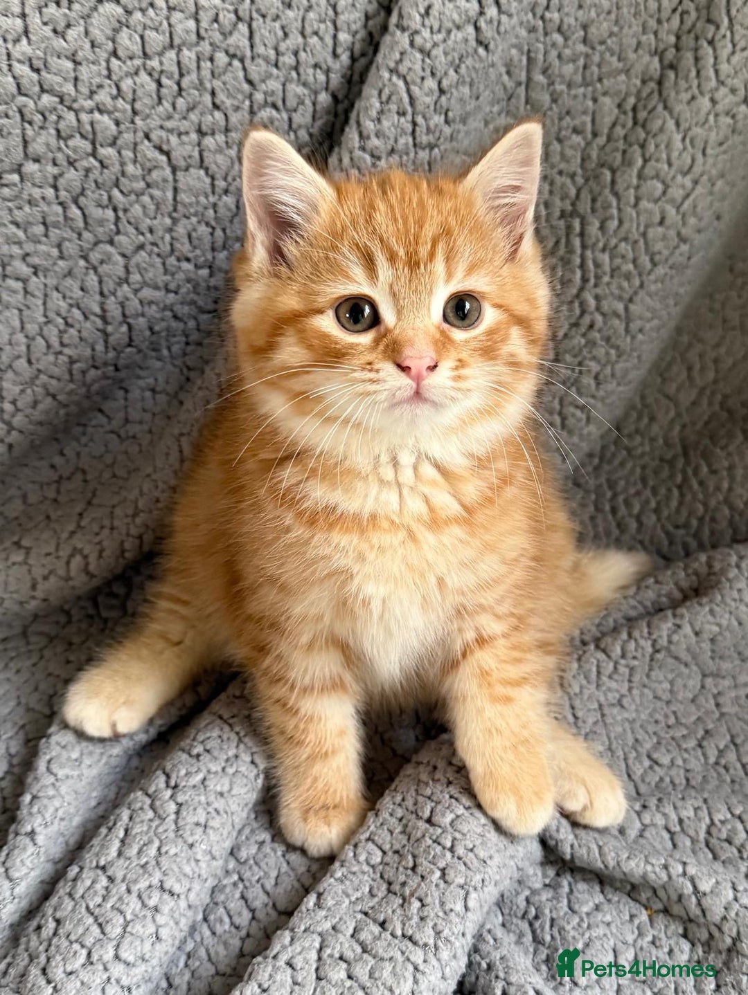 Mixed Breed cats for sale: SUPER FLUFFY KITTENS READY NOW - Advert 2