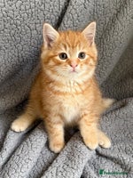 Mixed Breed cats SUPER FLUFFY KITTENS READY NOW - Advert 5