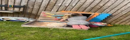 Mini Lop rabbits for sale: Barney  in Stockton-on-Tees - Advert 4