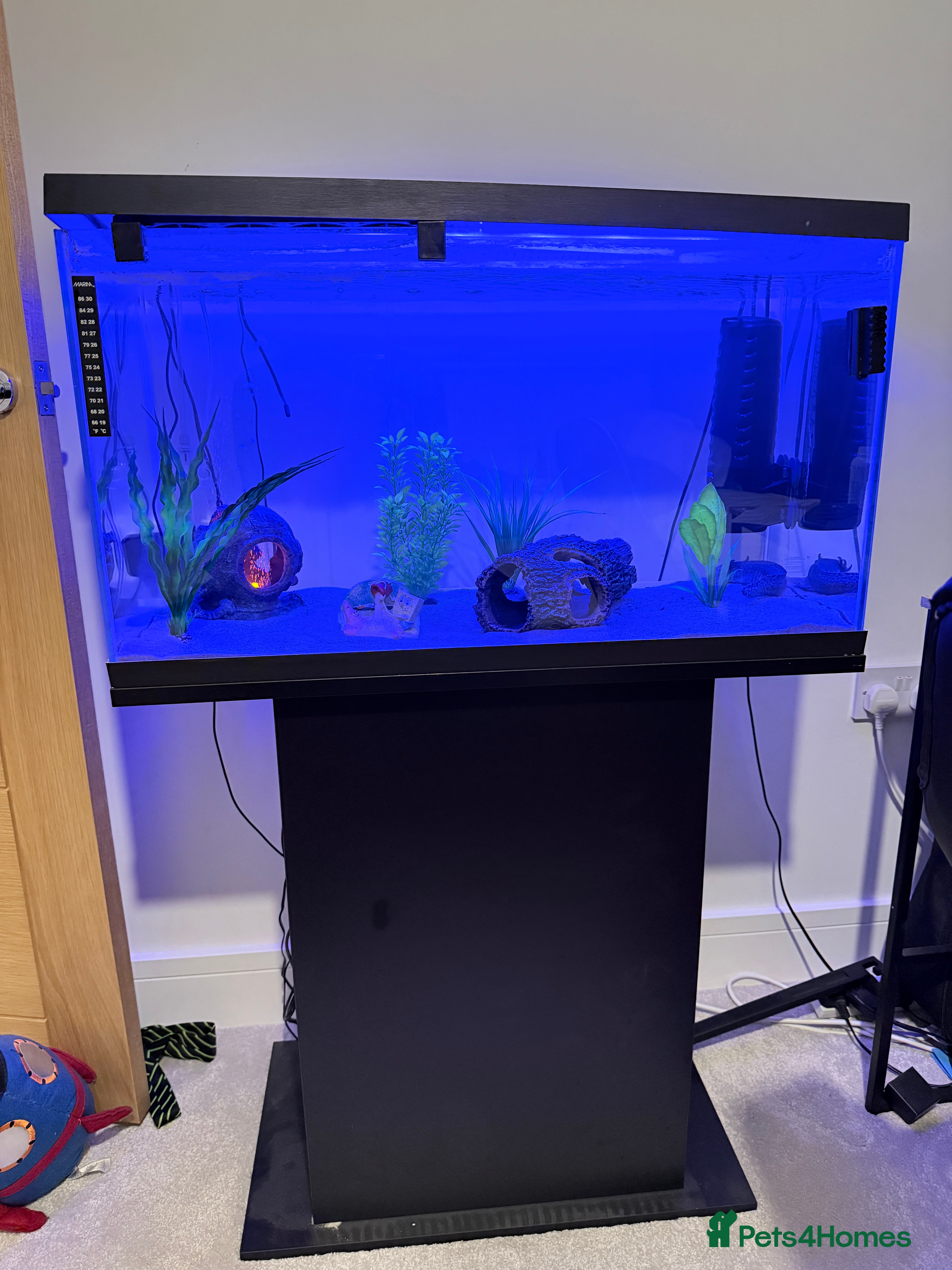 Axolotl reptiles Dark Axanthic Axolotl + Full Set Up - Advert 4