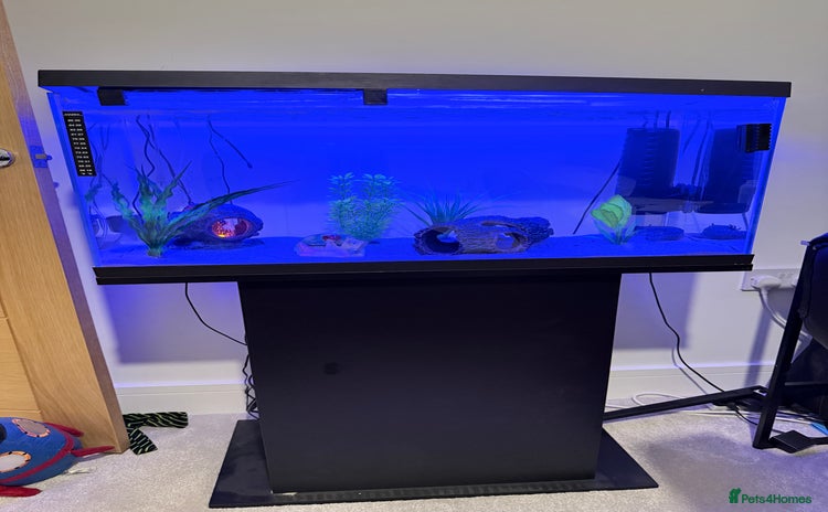 Axolotl reptiles - Advert 1