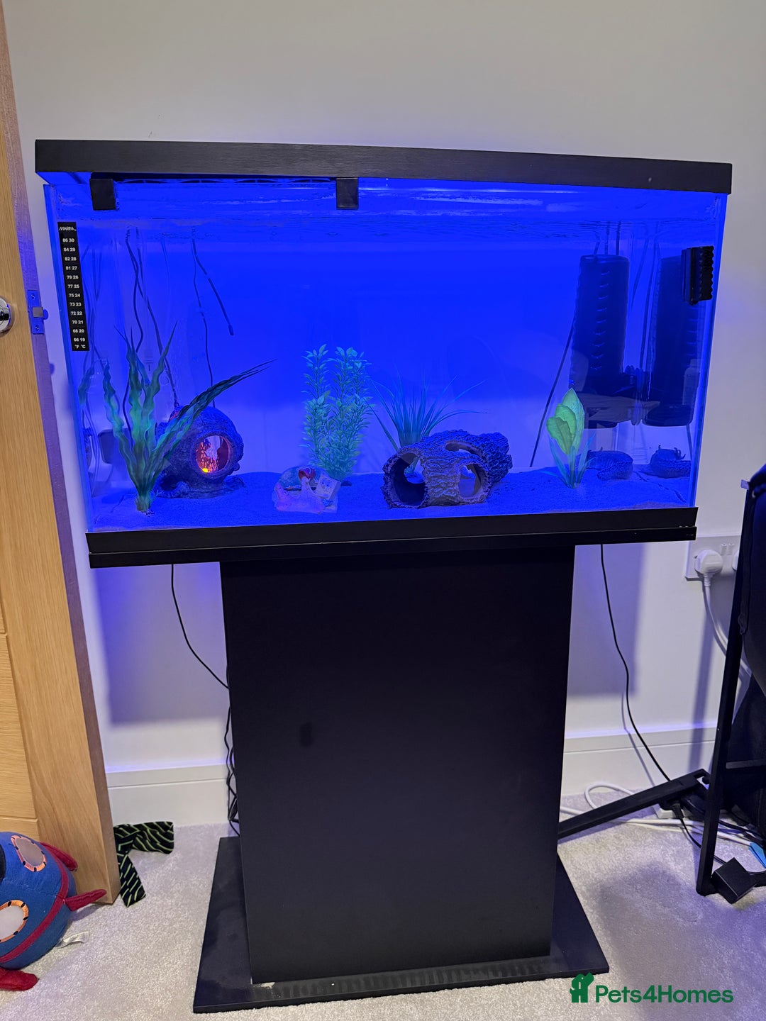 Axolotl reptiles for sale: Dark Axanthic Axolotl + Full Set Up - Image 1