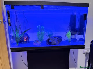 Axolotl reptiles for sale - Advert 2