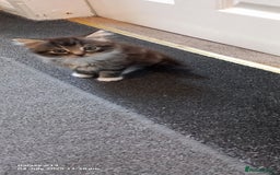Mixed Breed cats for sale: Mixed breed tabby kitten - Image 2