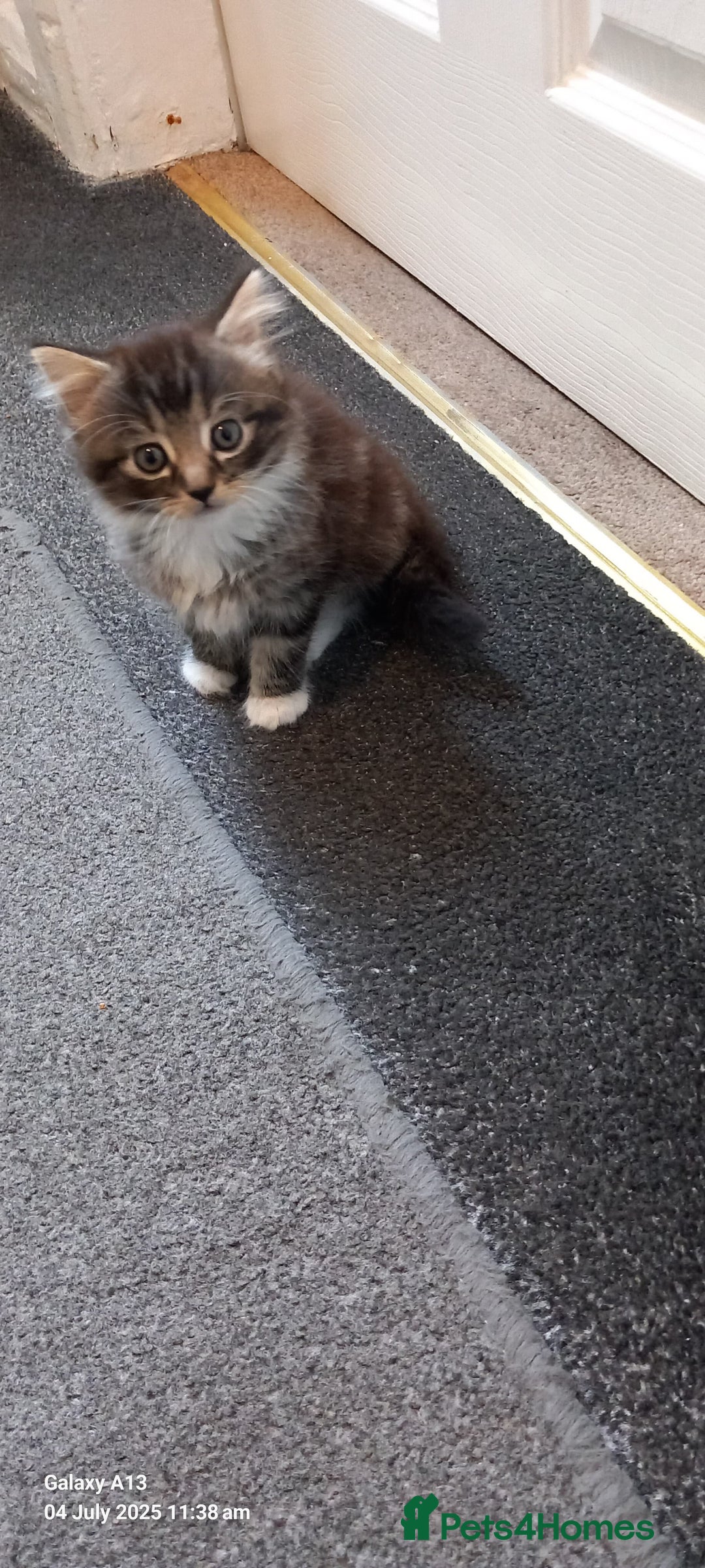 Mixed Breed cats for sale: Mixed breed tabby kitten - Image 2