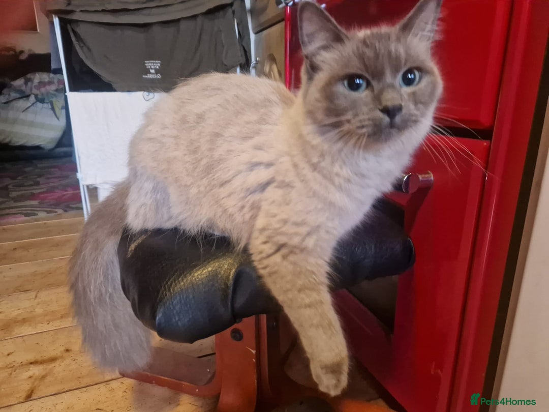 Ragdoll cats for sale: Ragdoll x Egyptian Mau - Advert 8