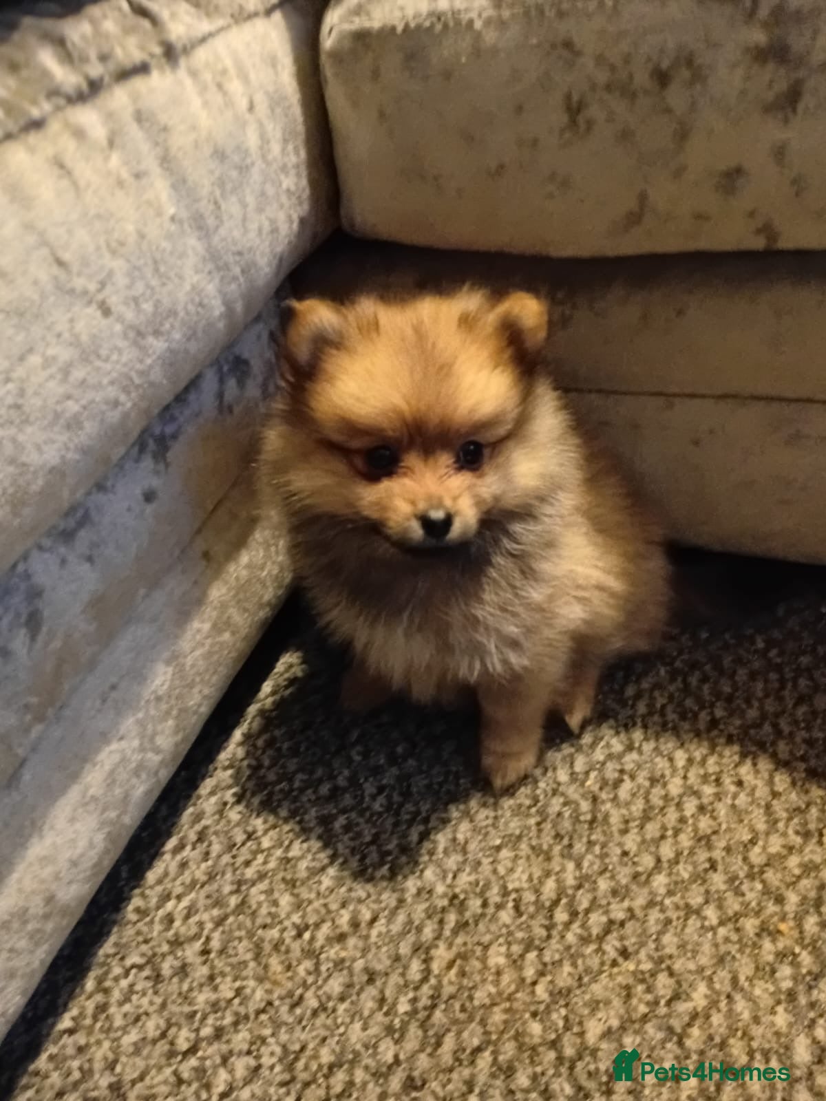 Pomeranian dogs Adorable Pomeranians - Advert 7